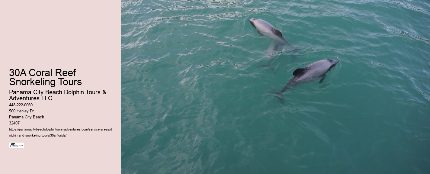 A Dolphin Show