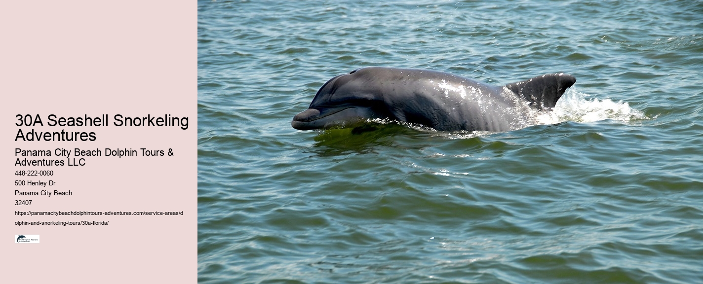 Dolphin 30a Florida