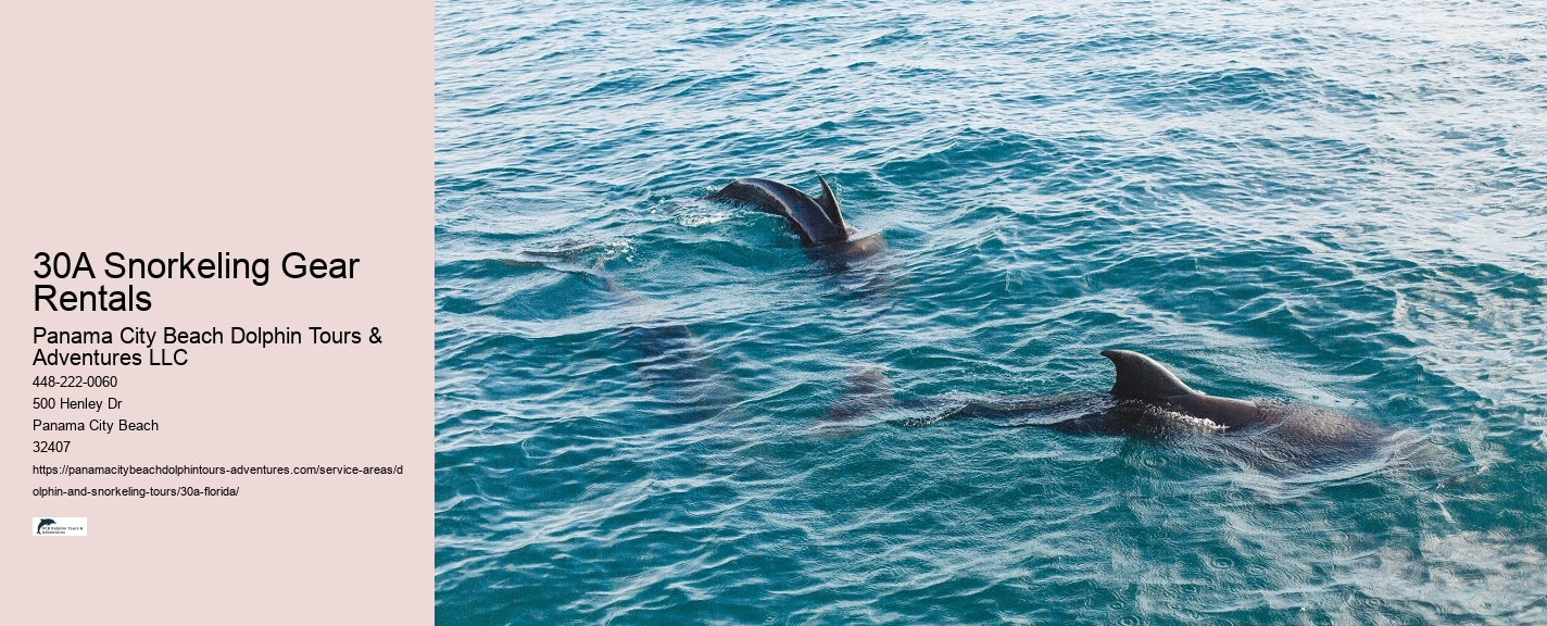 Dolphin Boat Tour Florida