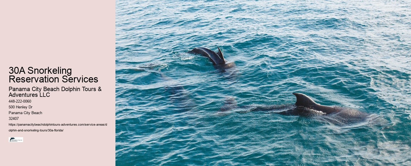 Dolphin and Snorkeling