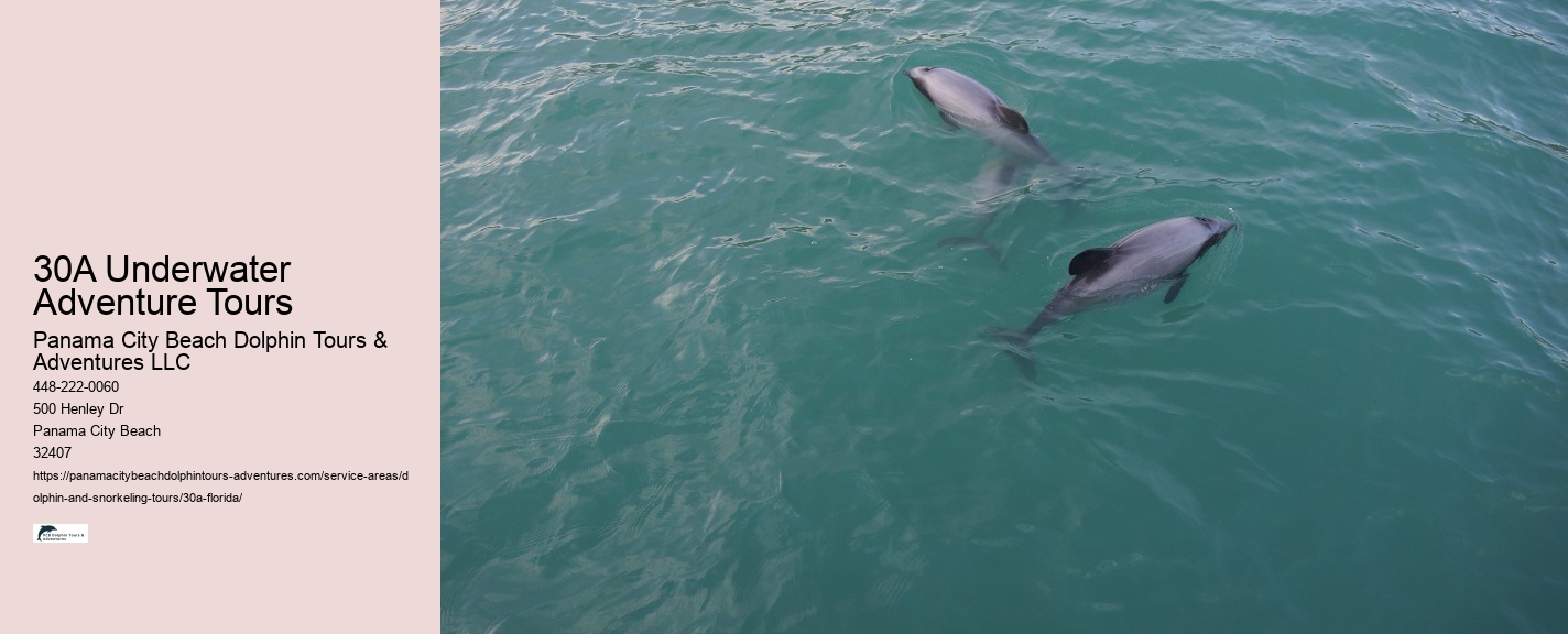 Tour Boat Dolphin Tours
