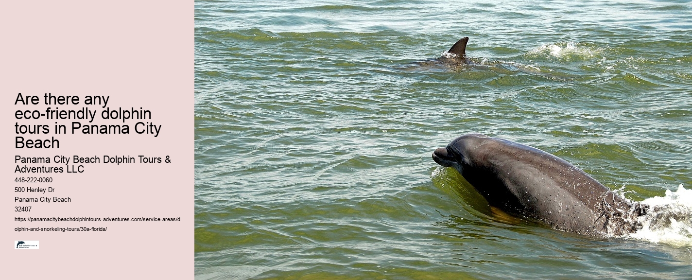 Dolphin and Sunset Cruise