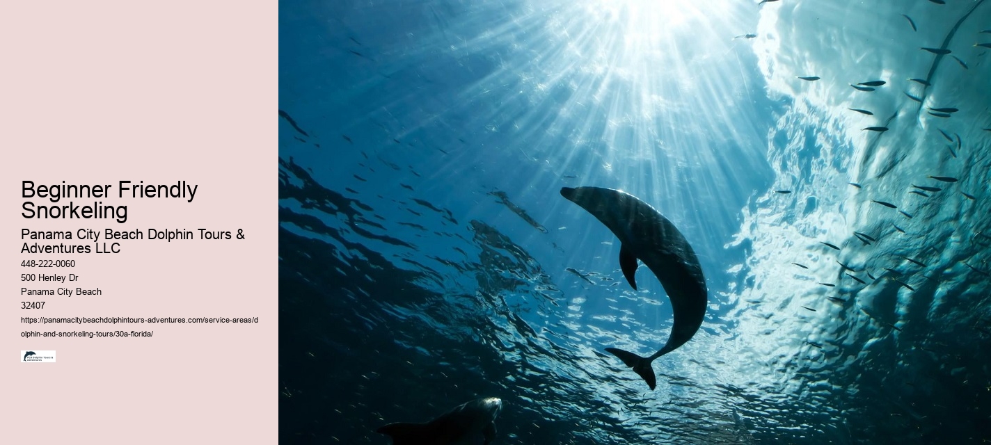 What should I bring on a dolphin watching or snorkeling tour