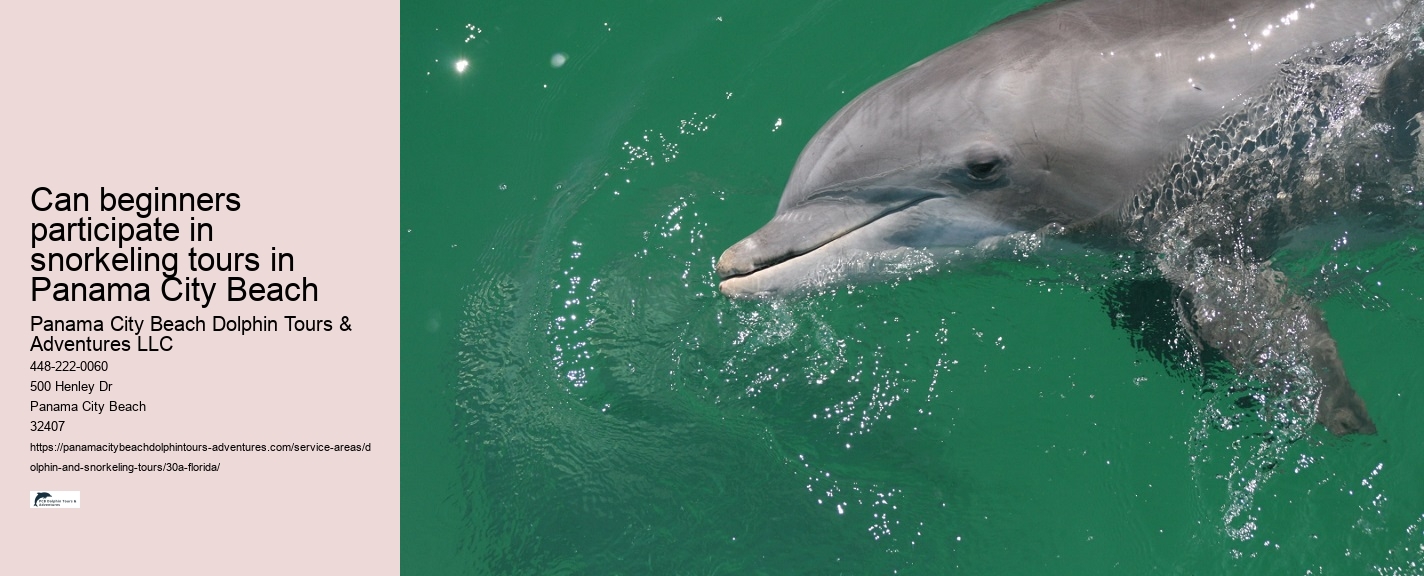 Dolphin Tour