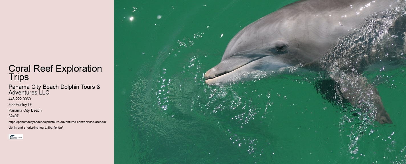 What to do if a dolphin is stranded on a beach