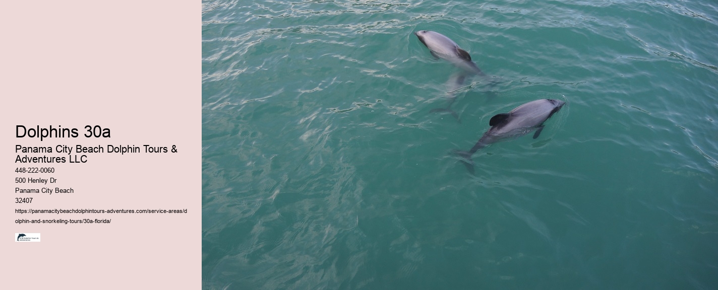 Closest Dolphin Tour Near Me