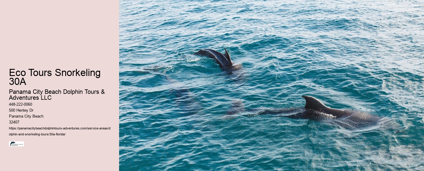What is the best time of day to go on a dolphin tour
