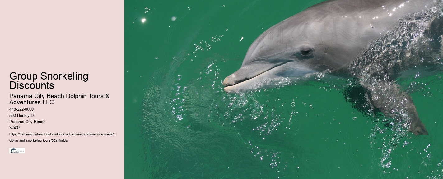 What should you not do while swimming with dolphins