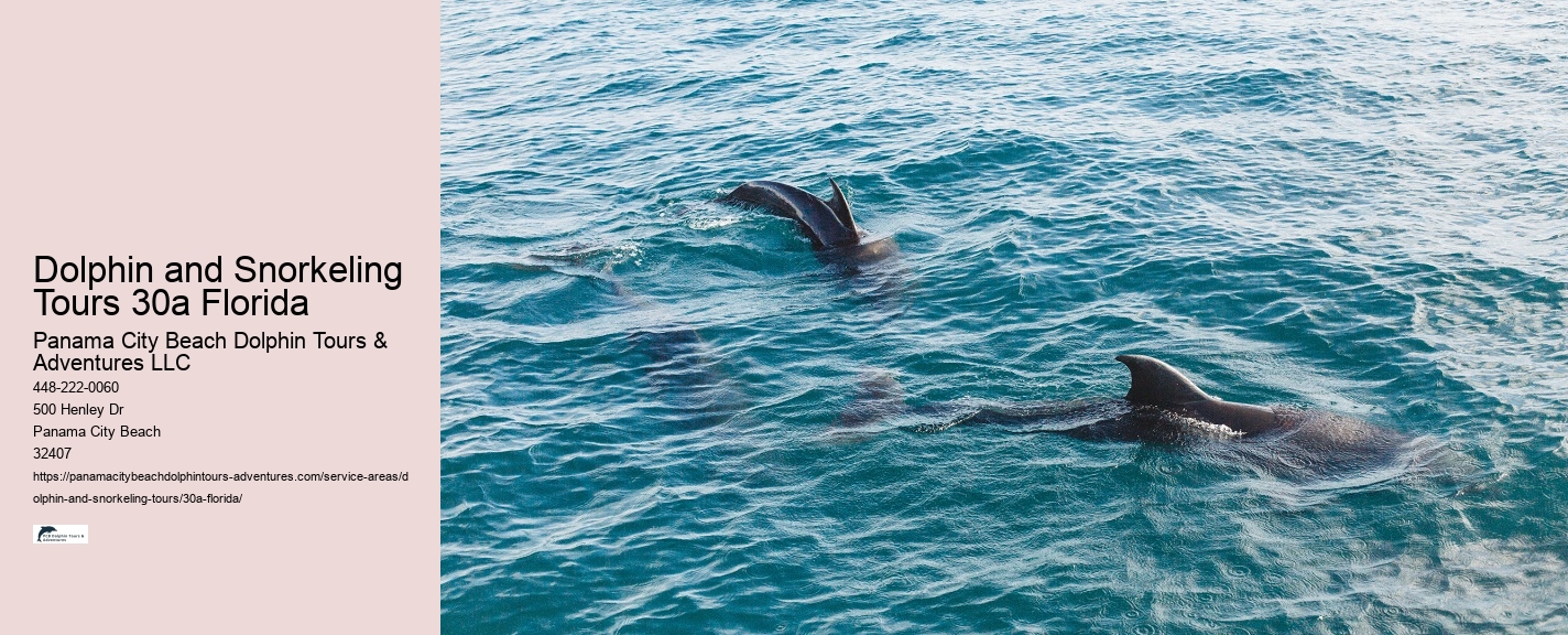 What should I bring on a dolphin watching or snorkeling tour