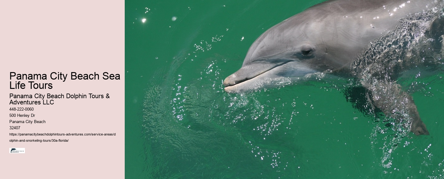 Dolphin and Sunset Cruise