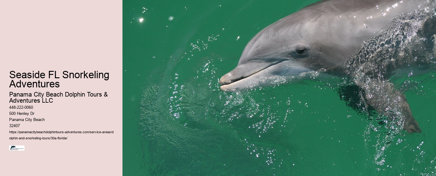 What is the difference between dolphin discovery and dolphin encounter