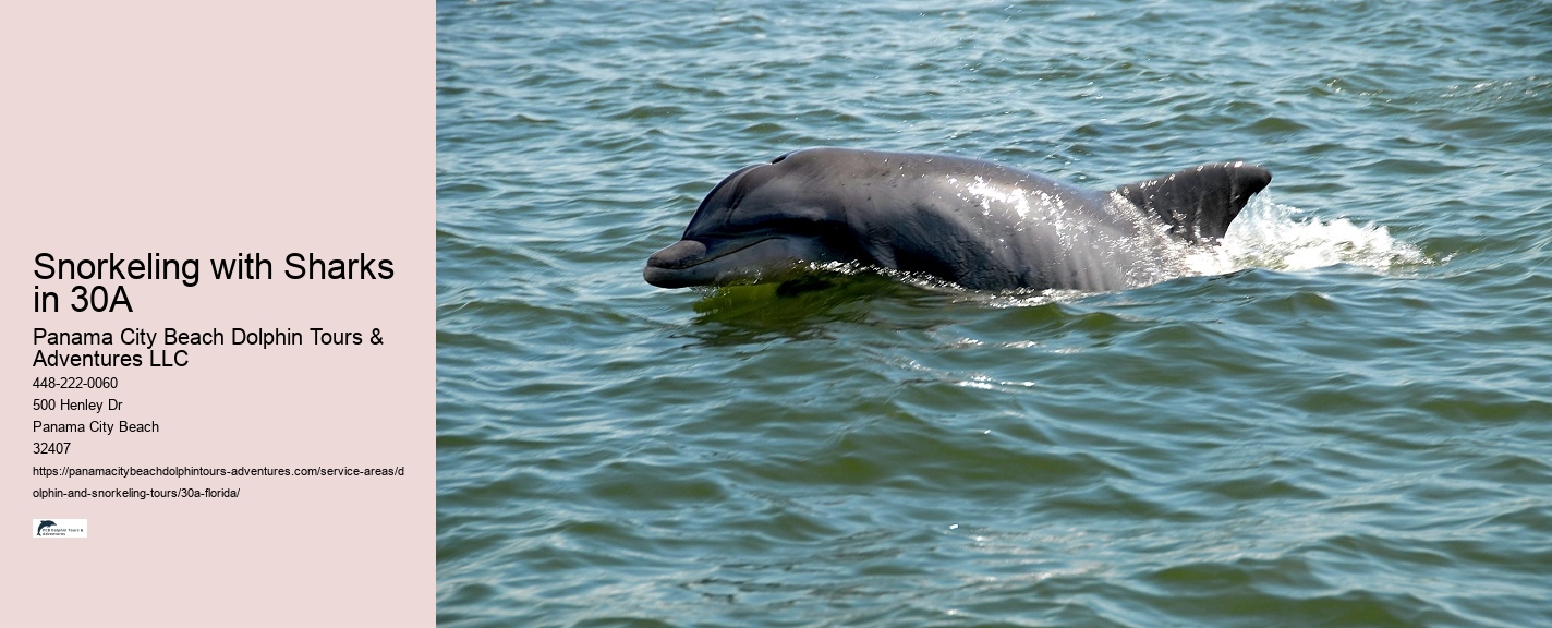 Why Do Dolphins Swim With Boats
