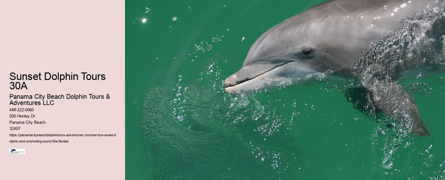 Boat Trips With Dolphins