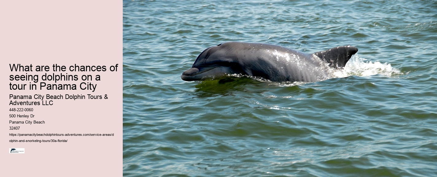 Sentence About Dolphins