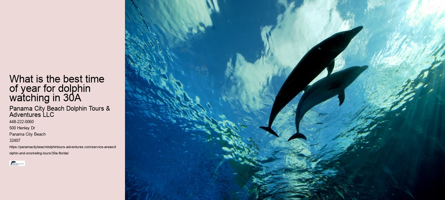 Dolphin Watching Cruise Near Me