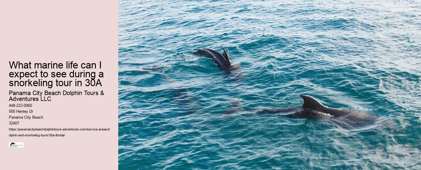 Is It Safe To Dive With Dolphins