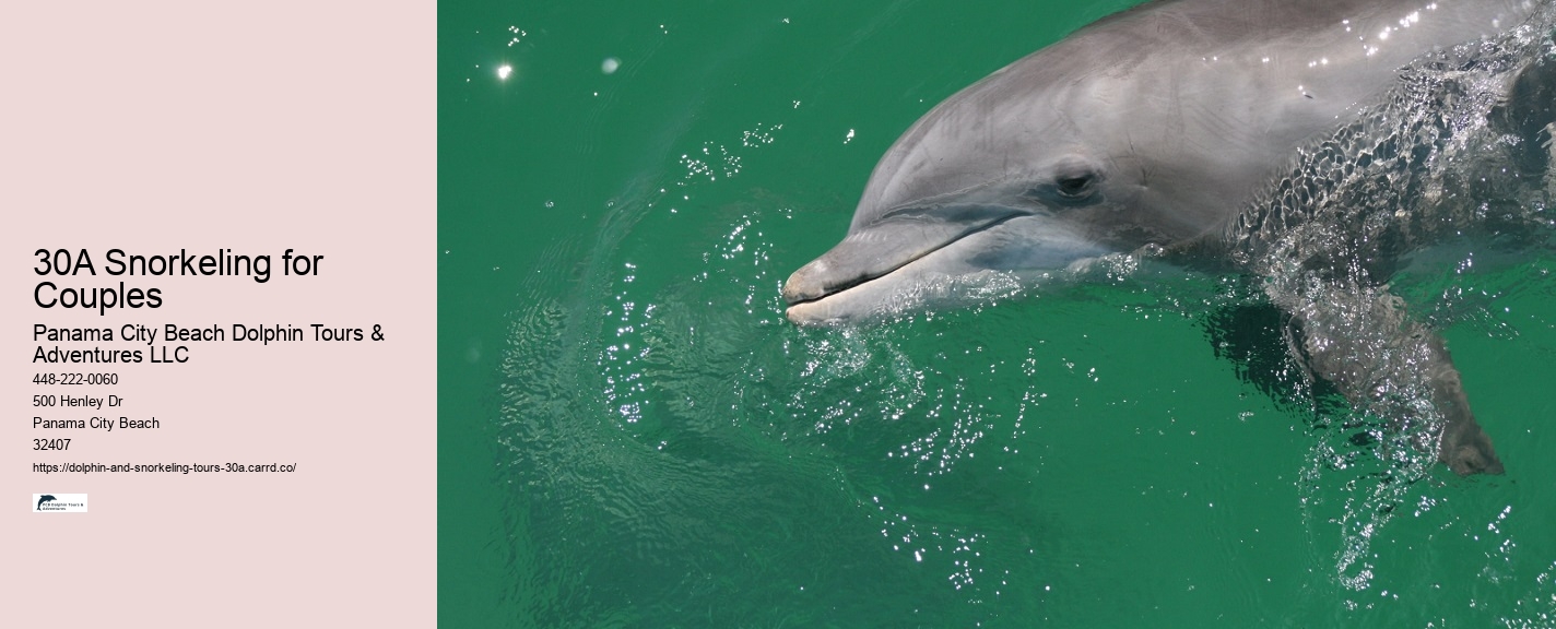 Dolphin 30a Florida Cruise