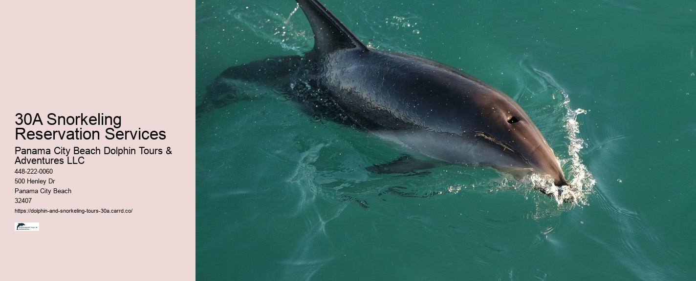 Dolphin Trainer Meaning