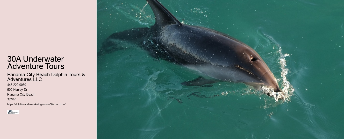 Boat Trip Clearwater Dolphin