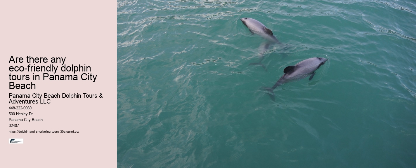 Can You Swim With Dolphins In Florida