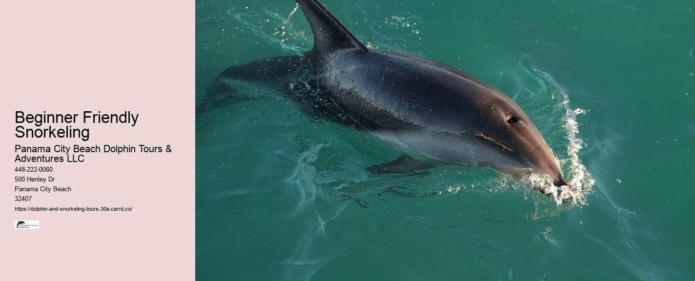 Dolphin and Snorkeling Tours In Panama City Beach