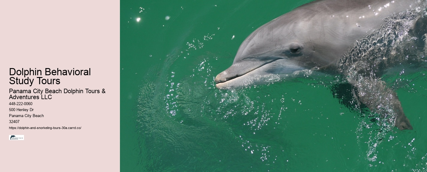 What marine life can I expect to see during a snorkeling tour in 30A