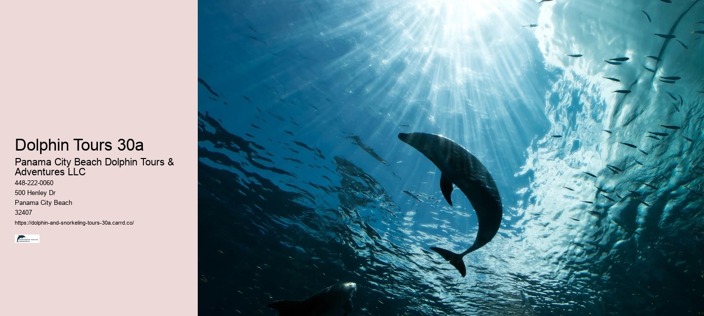 Dolphin Tours Jet