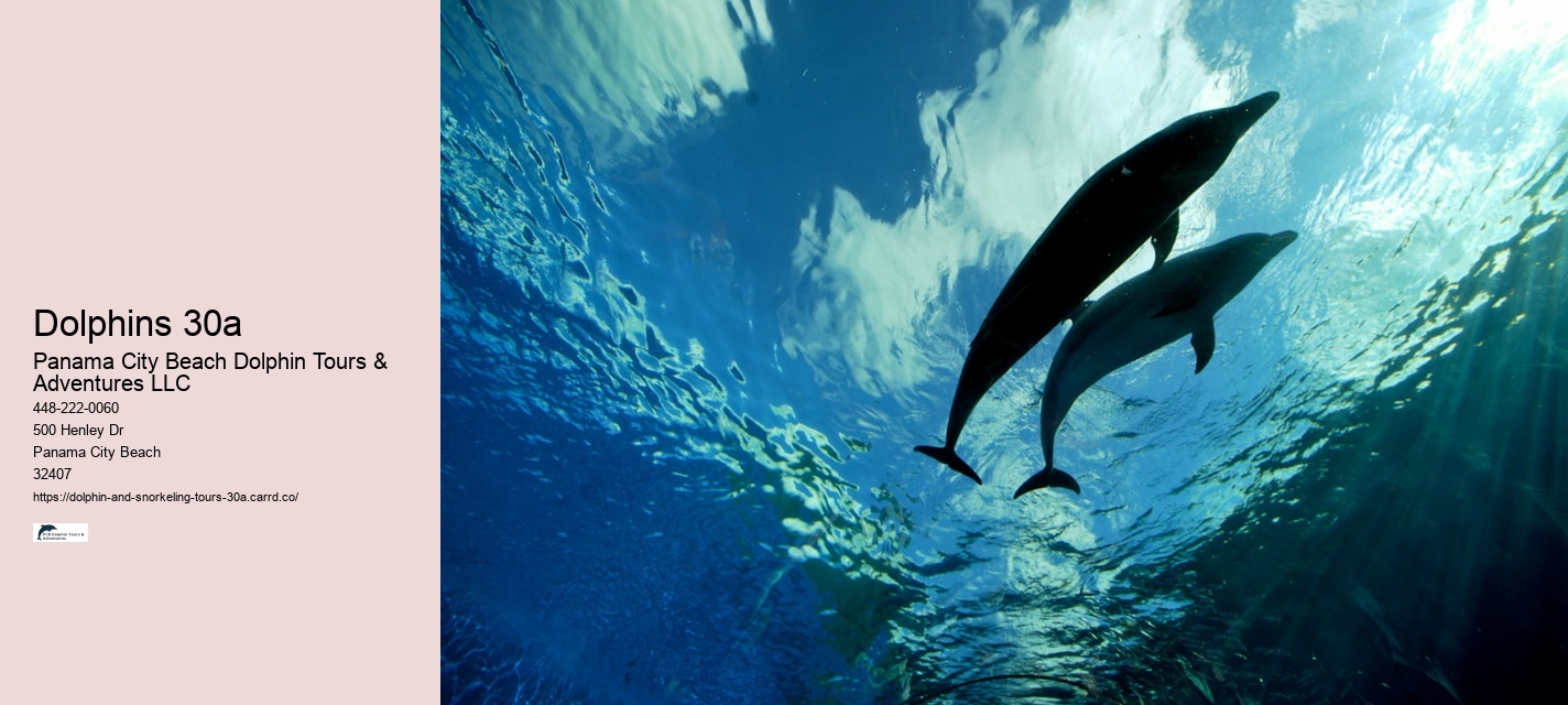 Dolphins How To Watch