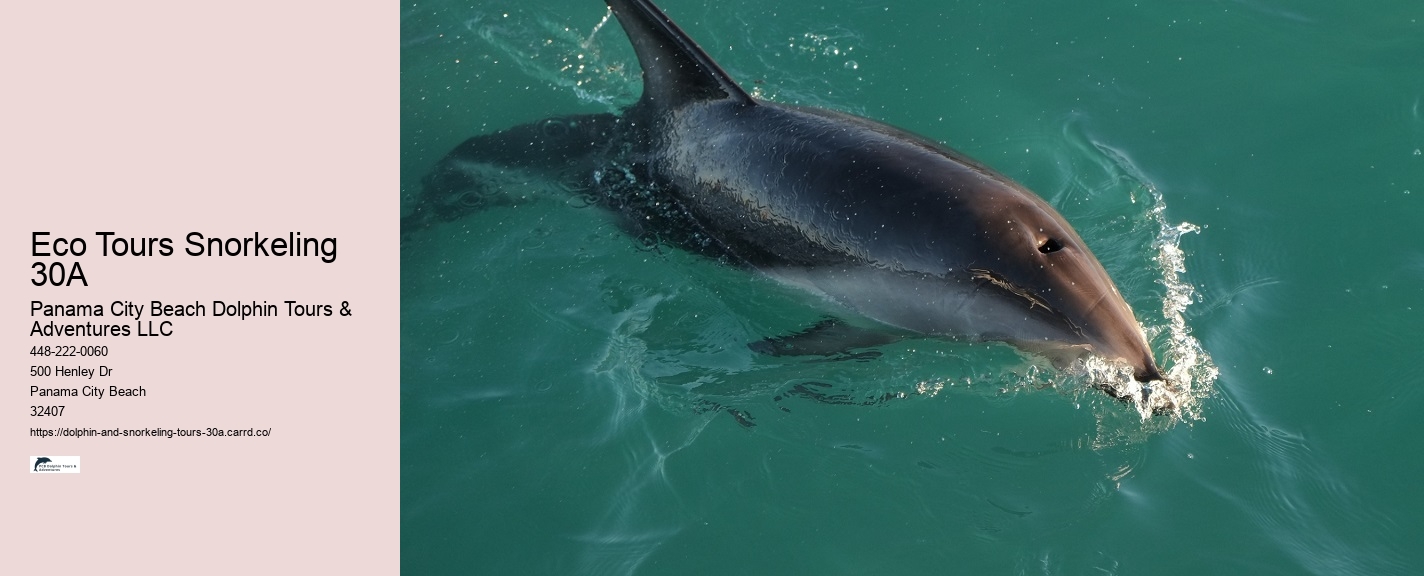 Dolphin Watch Boat Tours Near Me