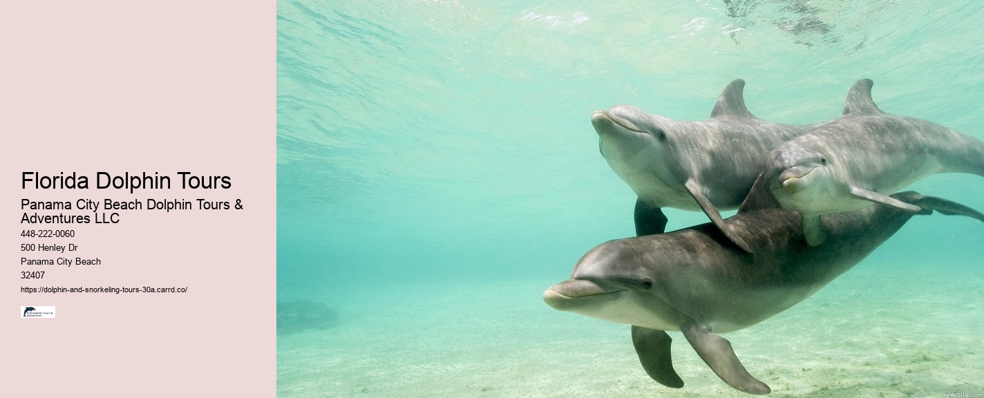 Dolphin Tour
