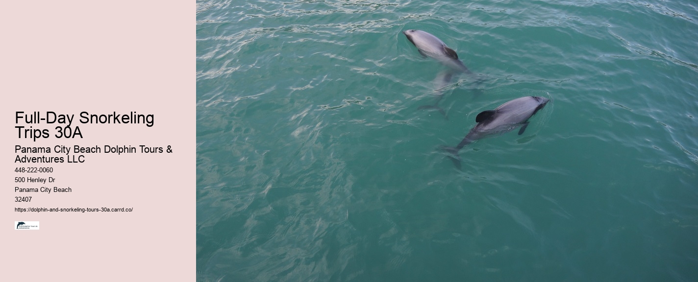 Dolphin 30a Florida