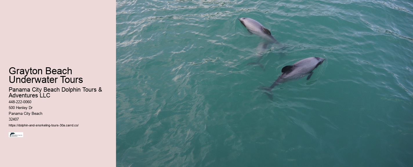 Dolphin Tours Near Me Today