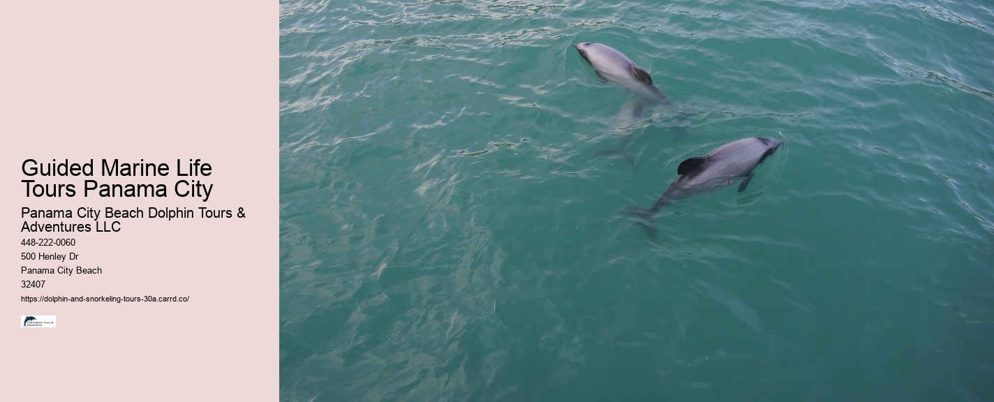 Salty Fins Dolphin and Snorkeling Tours