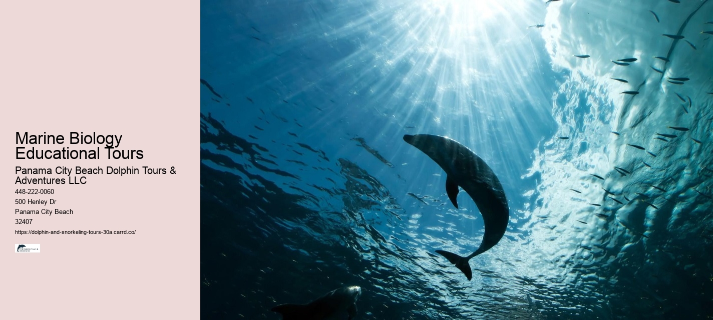 Dolphins and You Tour