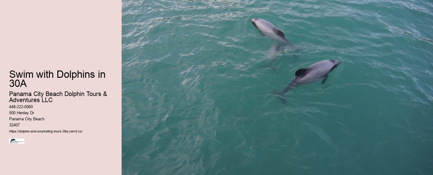What is the difference between dolphin discovery and dolphin encounter