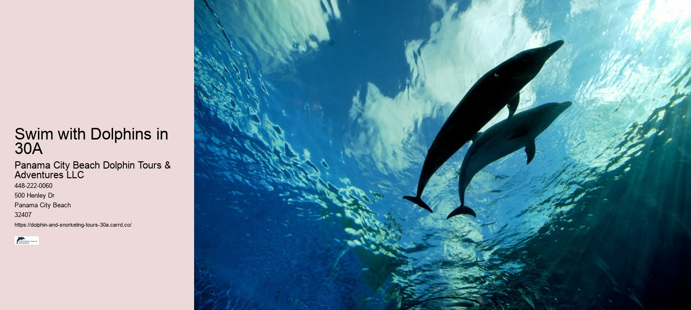 Dolphin Tours Panama City Beach