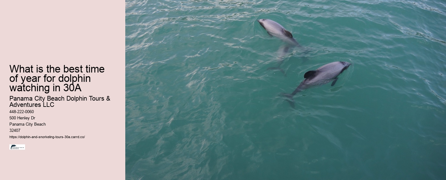 Dolphin Tour Boat Ride