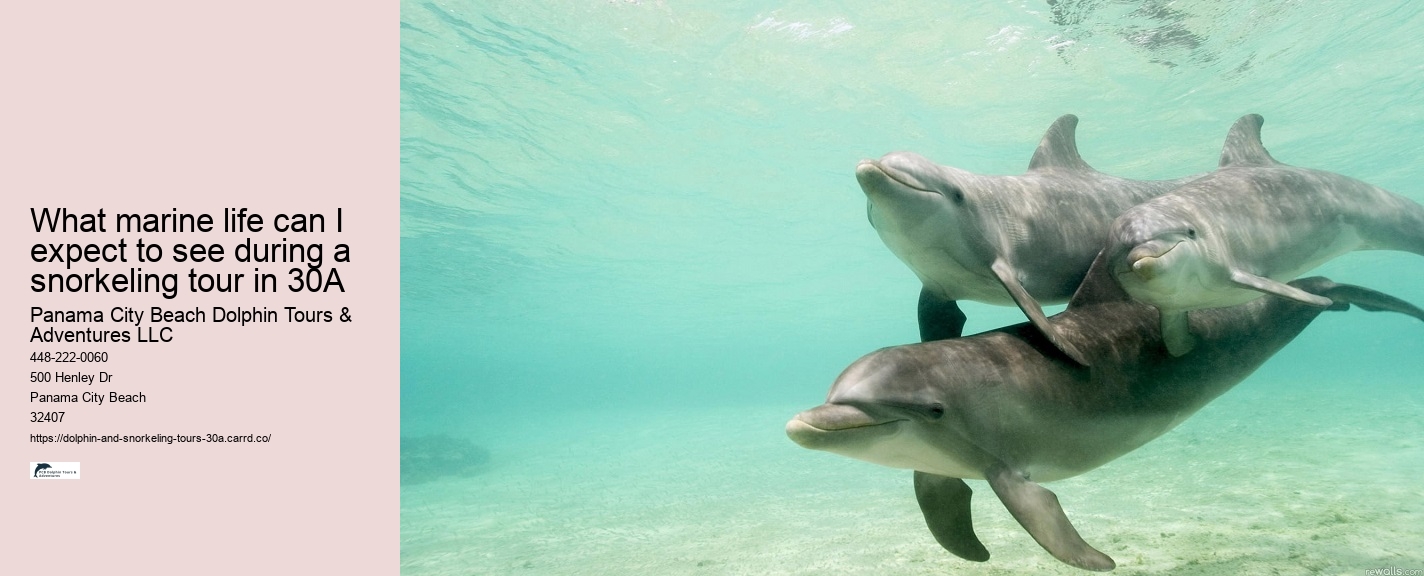 What marine life can I expect to see during a snorkeling tour in 30A