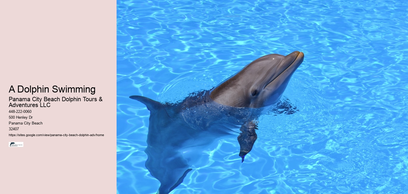 Dolphin Tours In Panama City Beach Florida