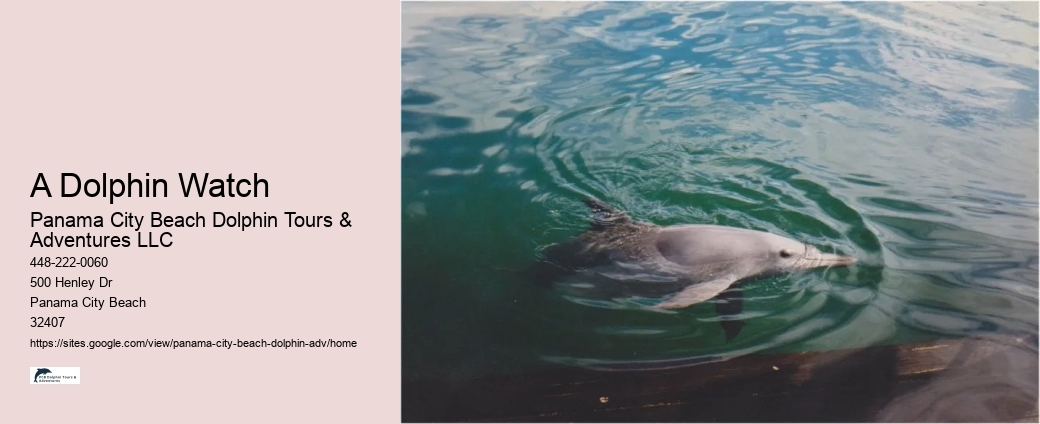 Why Can't You Swim With Dolphins On Your Period