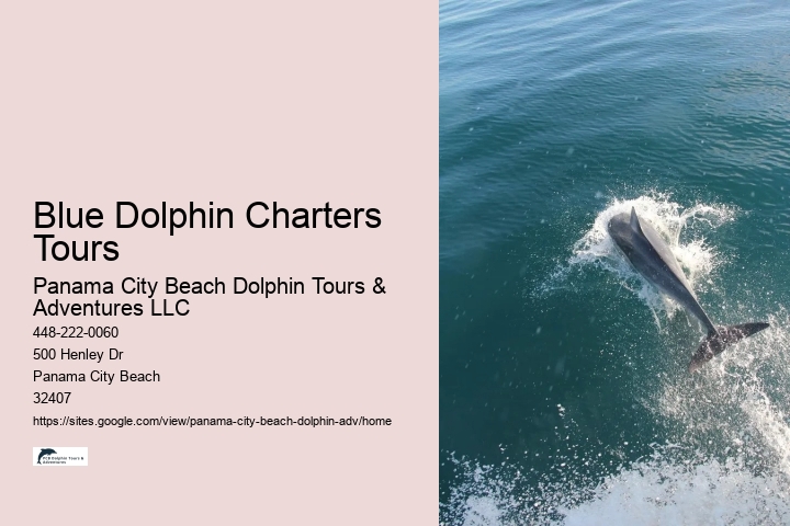 Charter Dolphin And Snorkeling Tours 2 Hours
