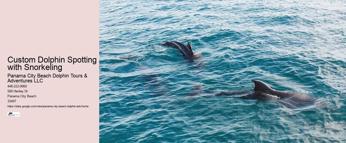 Elite Dolphin Watching with Snorkeling