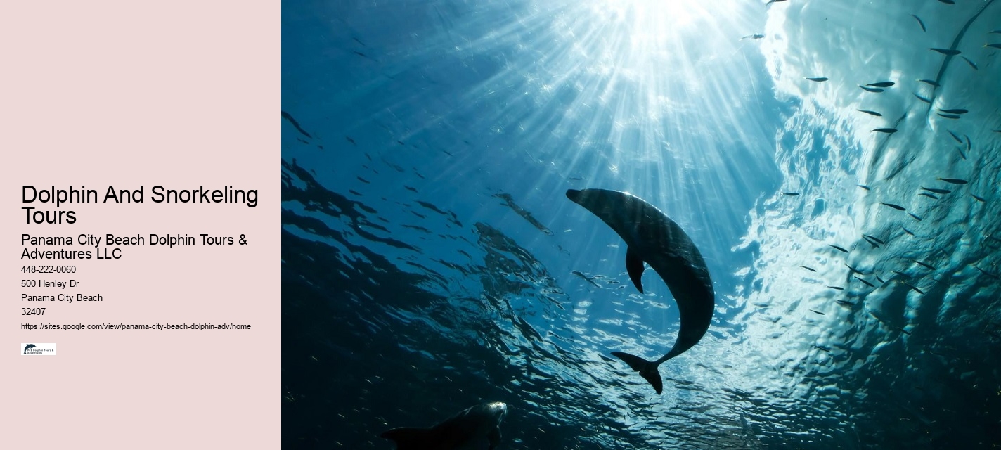 Dolphin Tours Tampa Area