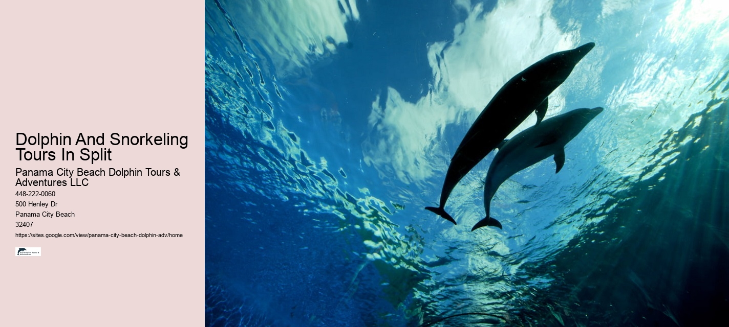 Can You Swim With Dolphins In Panama City Beach