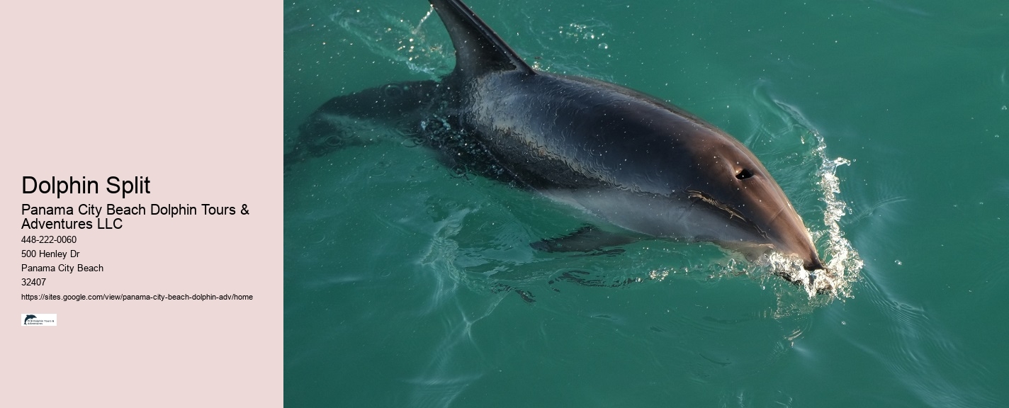 Do Dolphins Swim Close To Cruise Ships