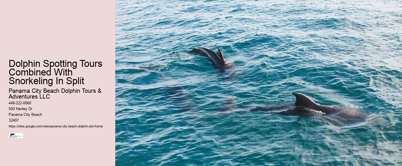 What Month Are Dolphins Most Active In Florida