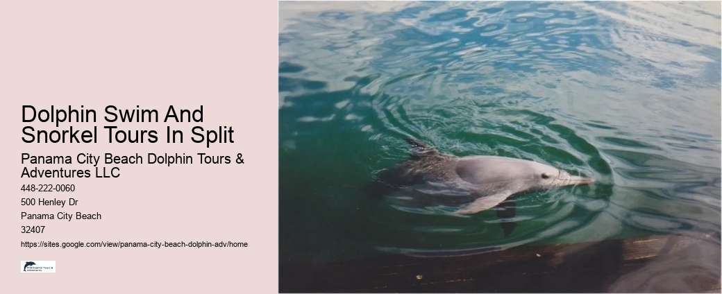 What Is The Best Time To See Dolphins In Panama City Beach