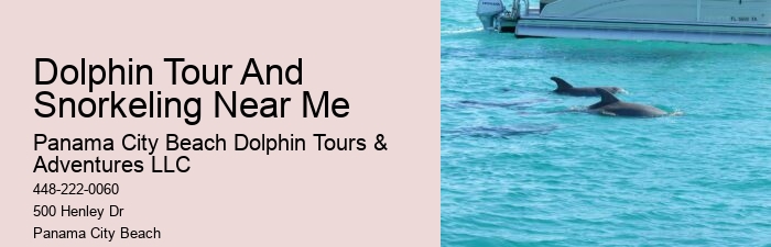 Guided Dolphin Spotting and Snorkeling