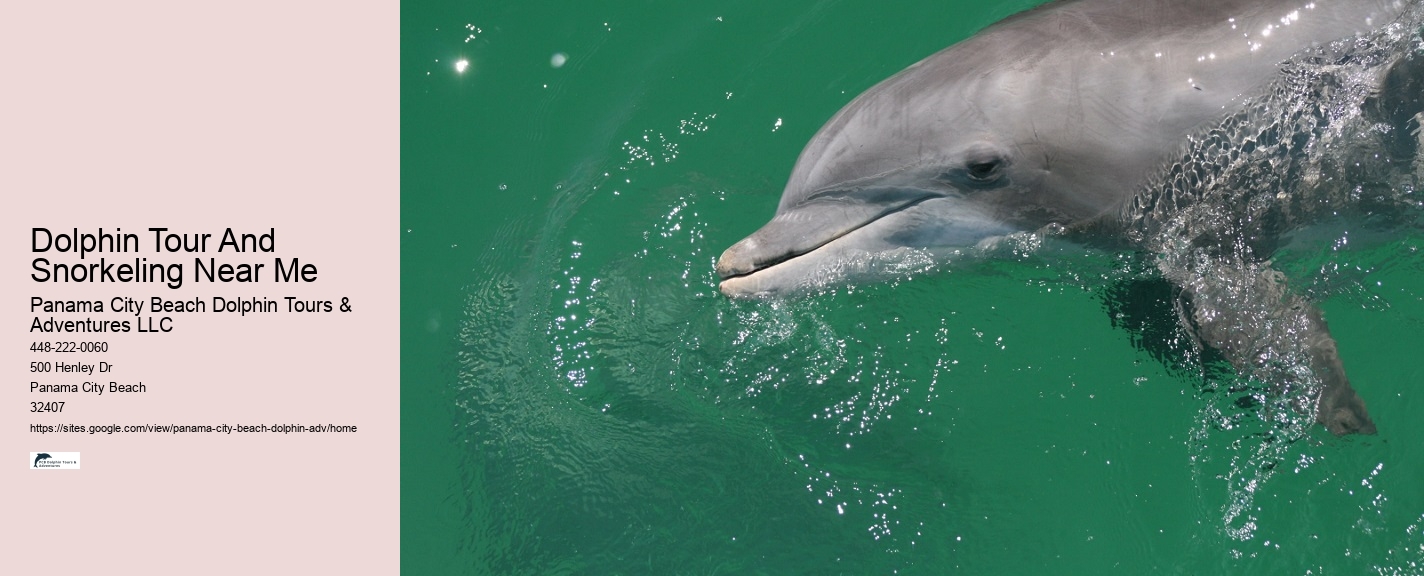 What To Know Before Swimming With Dolphins