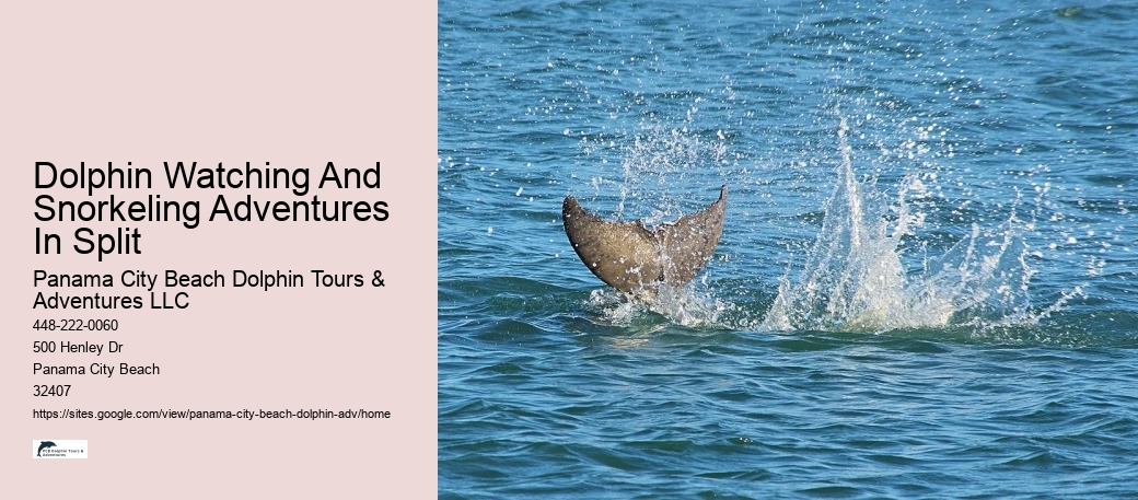 Dolphin Tours Rosemary Beach